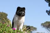 AKITA AMERICAIN 033